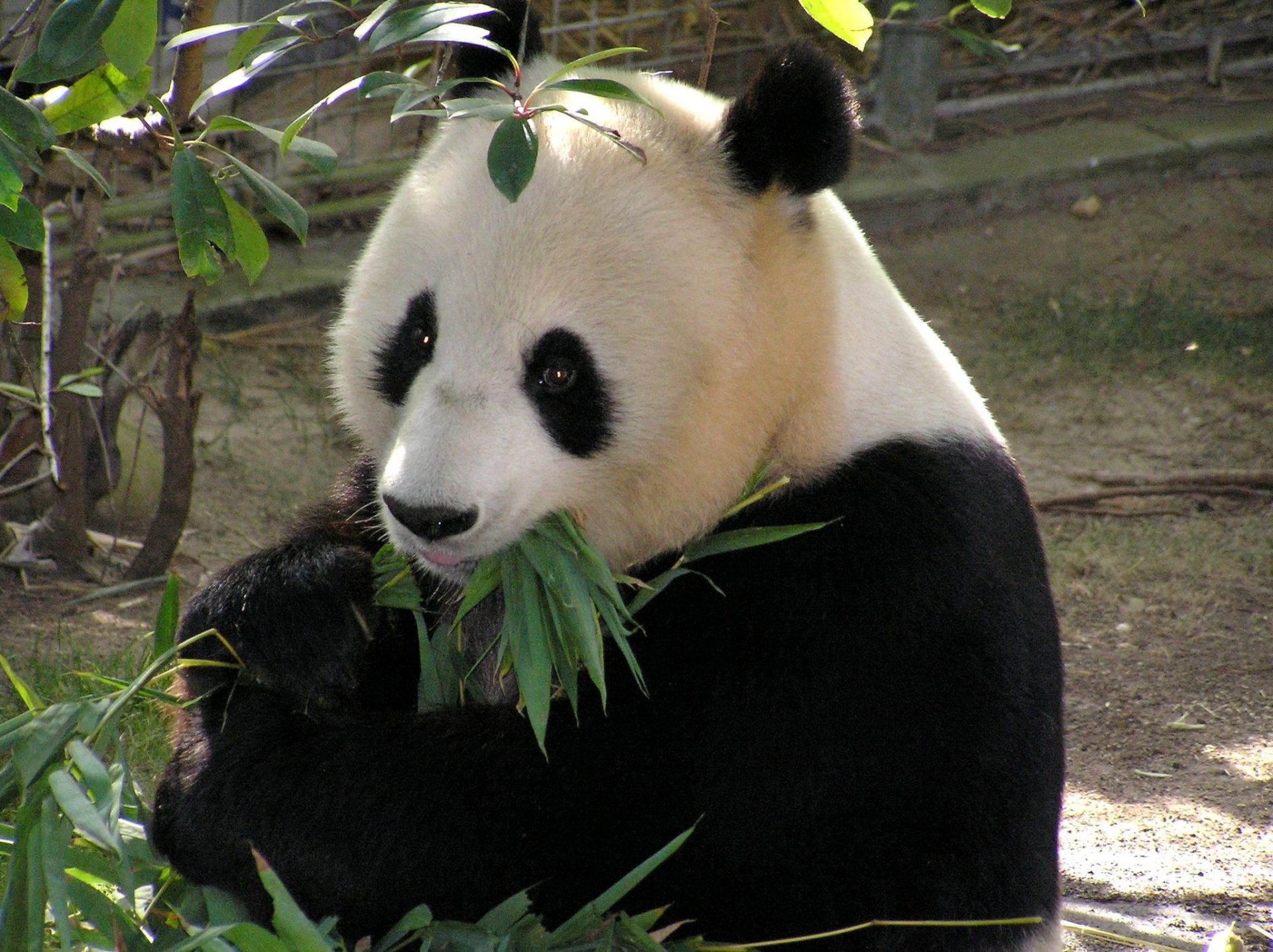 A Giant Panda