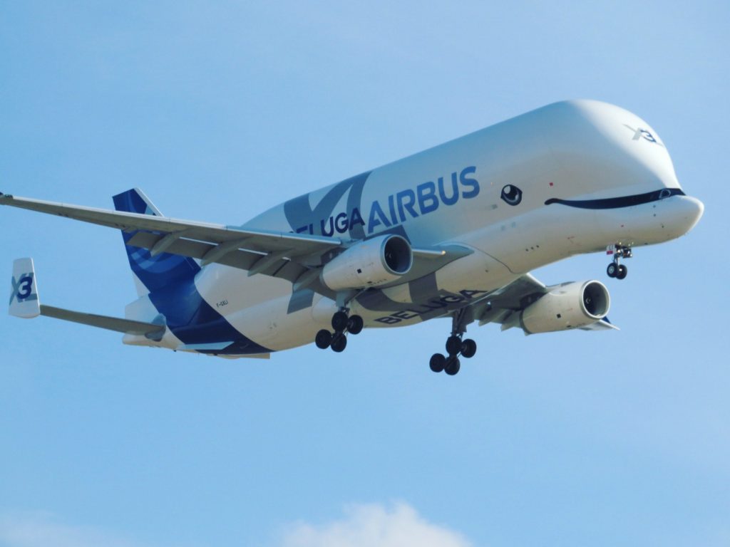 Beluga XL No3 (Image: Daniel Crawford)